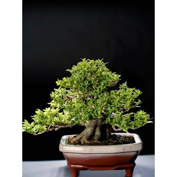 Natural Bonsai Plants